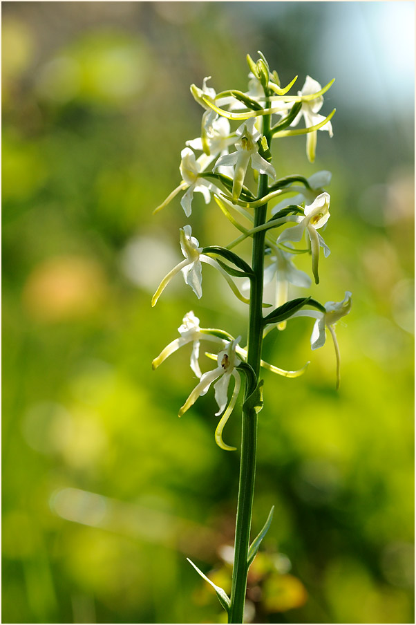 Zweiblättrige Waldhyazinthe (Platanthera bifolia)