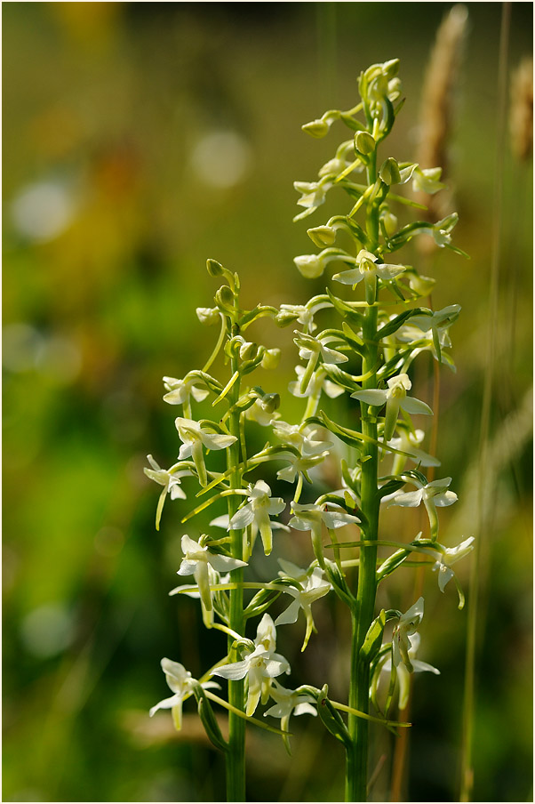 Zweiblättrige Waldhyazinthe (Platanthera bifolia)