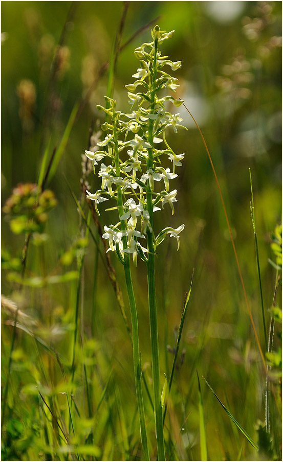 Zweiblättrige Waldhyazinthe (Platanthera bifolia)