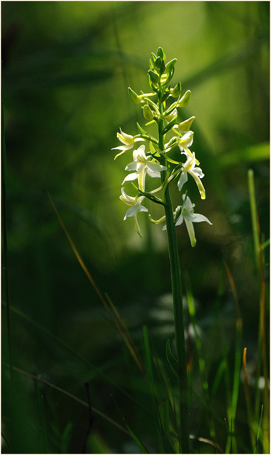 Zweiblättrige Waldhyazinthe (Platanthera bifolia)