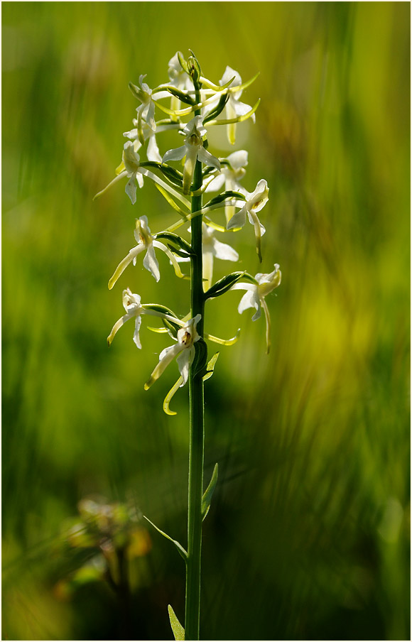 Zweiblättrige Waldhyazinthe (Platanthera bifolia)