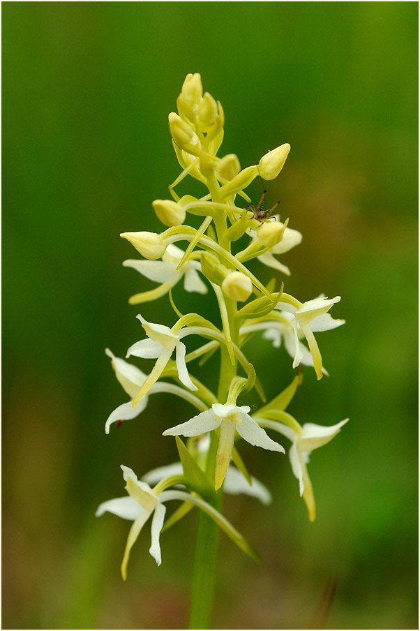 Zweiblättrige Waldhyazinthe (Platanthera bifolia)