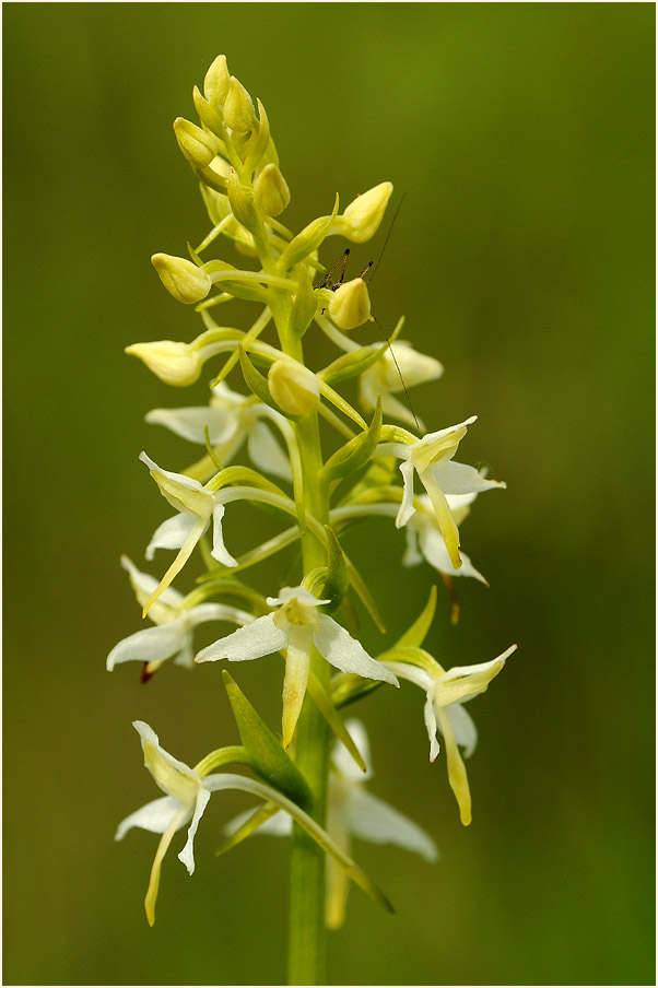 Zweiblättrige Waldhyazinthe (Platanthera bifolia)