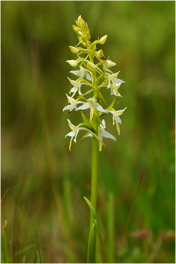 Zweiblättrige Waldhyazinthe (Platanthera bifolia)