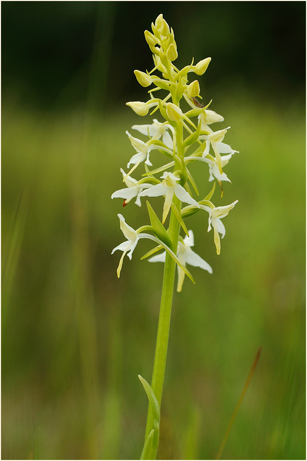 Zweiblättrige Waldhyazinthe (Platanthera bifolia)