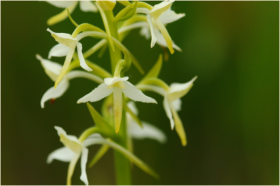 Zweiblättrige Waldhyazinthe (Platanthera bifolia)