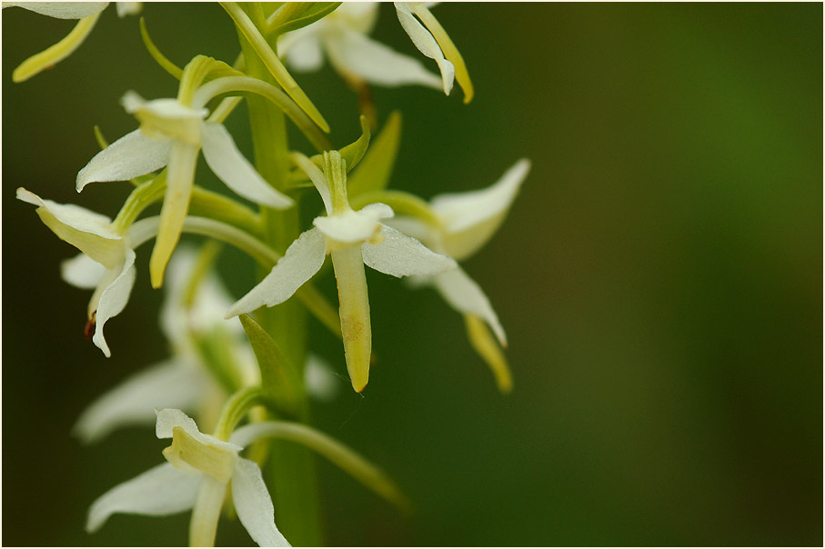 Zweiblättrige Waldhyazinthe (Platanthera bifolia)