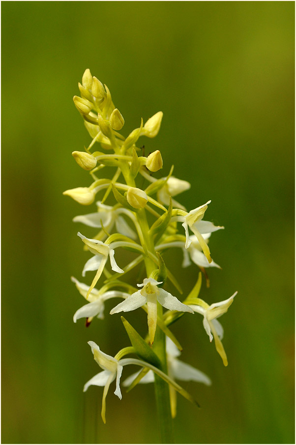 Zweiblättrige Waldhyazinthe (Platanthera bifolia)