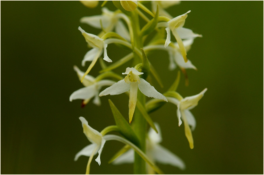 Zweiblättrige Waldhyazinthe (Platanthera bifolia)