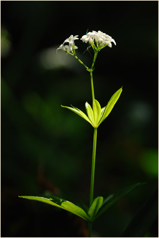 Waldmeister (Galium odoratum)