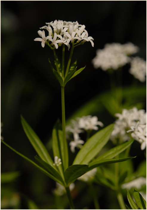 Waldmeister (Galium odoratum)