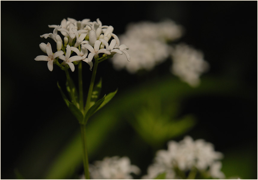 Waldmeister (Galium odoratum)