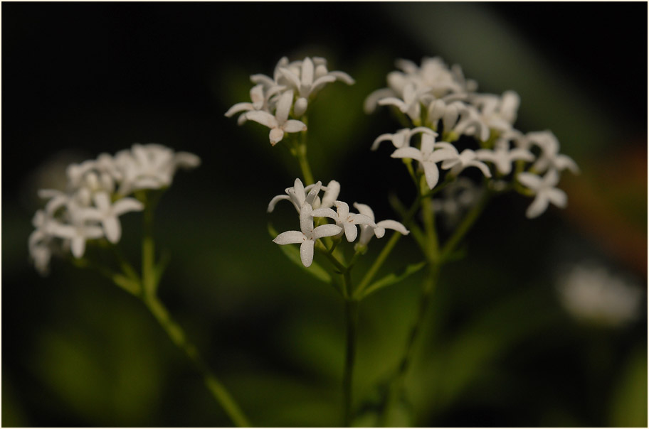 Waldmeister (Galium odoratum)