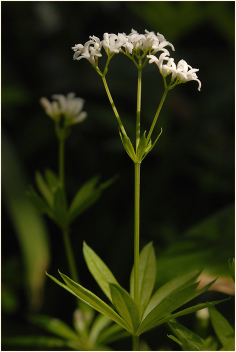 Waldmeister (Galium odoratum)