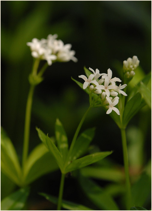 Waldmeister (Galium odoratum)