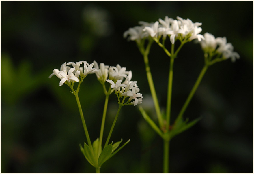 Waldmeister (Galium odoratum)