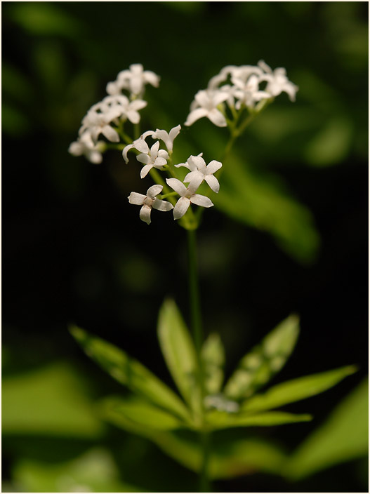 Waldmeister (Galium odoratum)