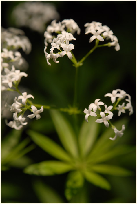 Waldmeister (Galium odoratum)