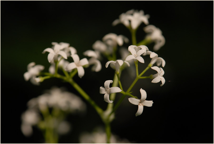 Waldmeister (Galium odoratum)