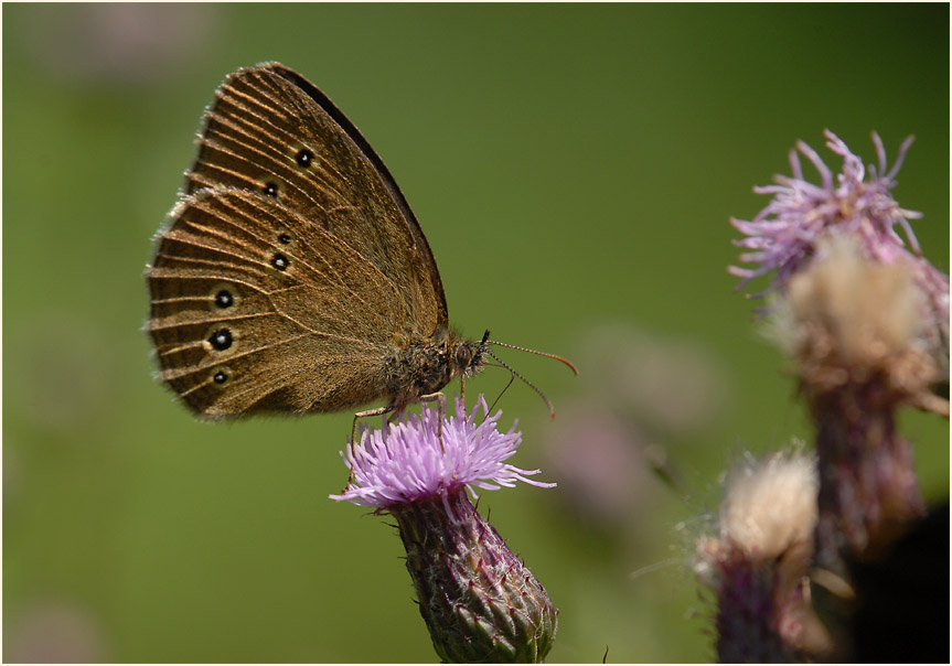 Schmetterling, Brauner Waldvogel
