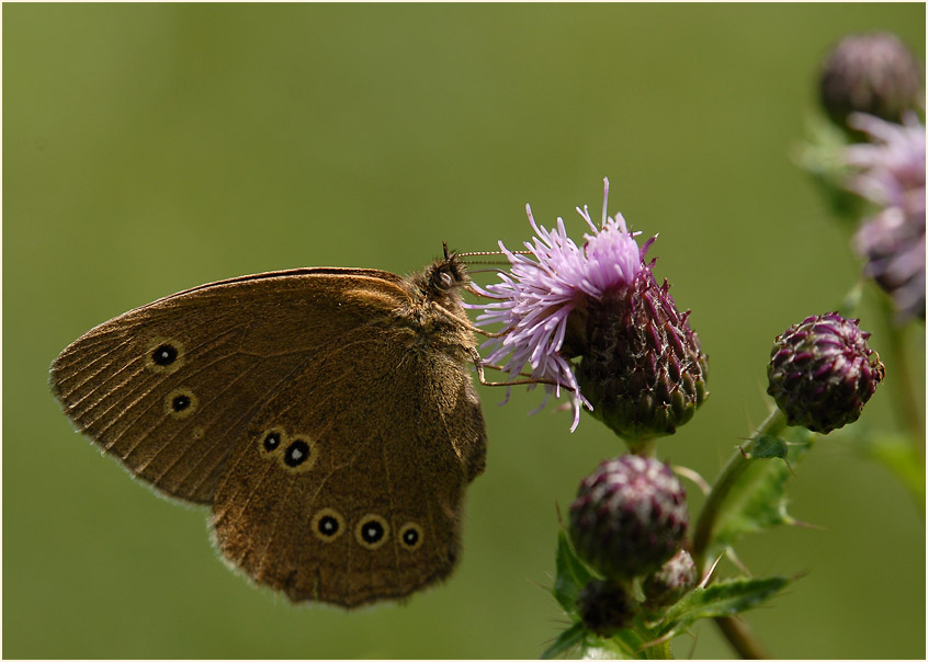 Schmetterling, Brauner Waldvogel