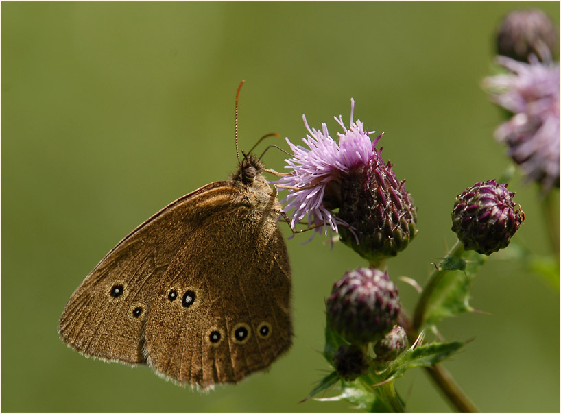 Schmetterling, Brauner Waldvogel
