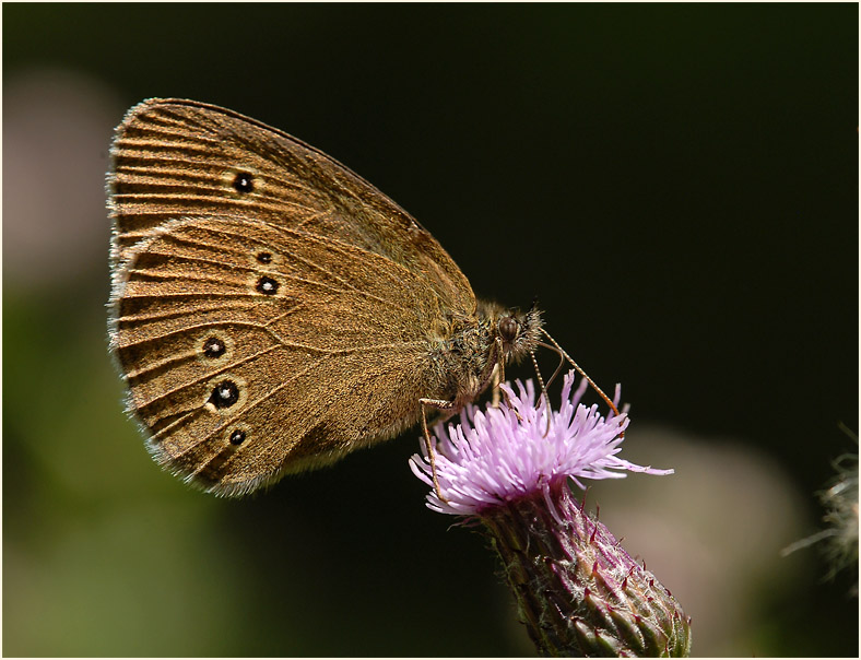 Schmetterling, Brauner Waldvogel