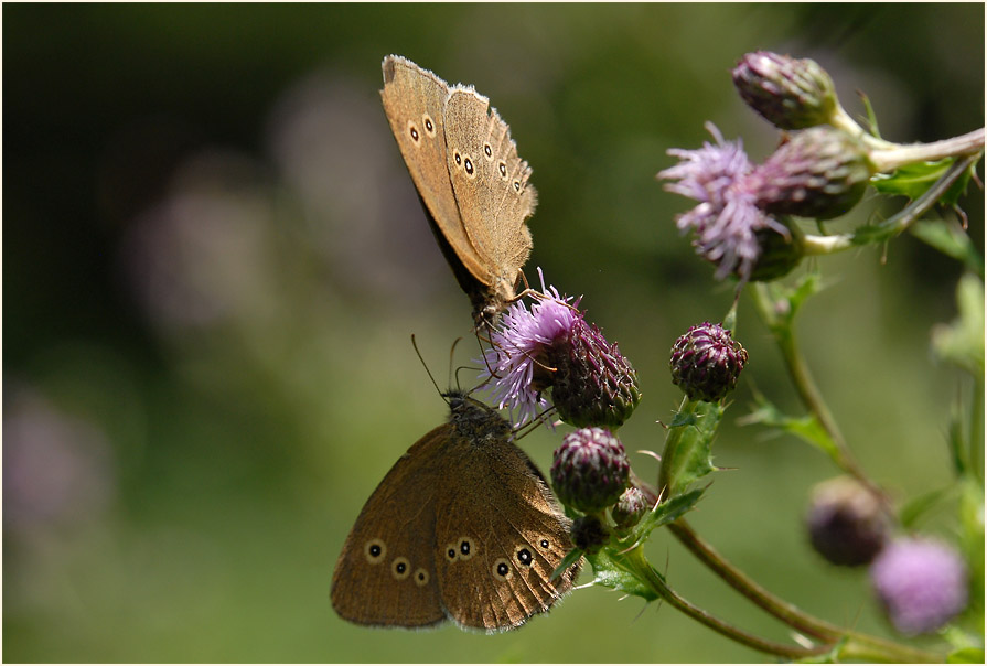 Schmetterling, Brauner Waldvogel