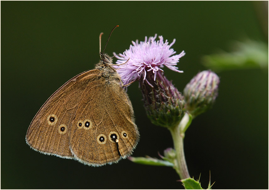 Schmetterling, Brauner Waldvogel
