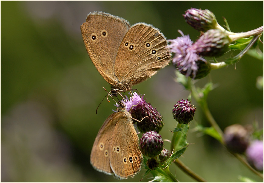 Schmetterling, Brauner Waldvogel