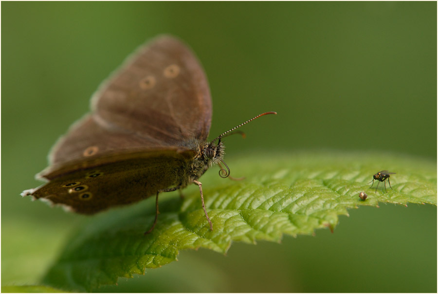 Schmetterling, Brauner Waldvogel