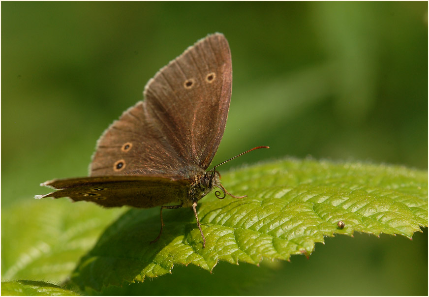 Schmetterling, Brauner Waldvogel