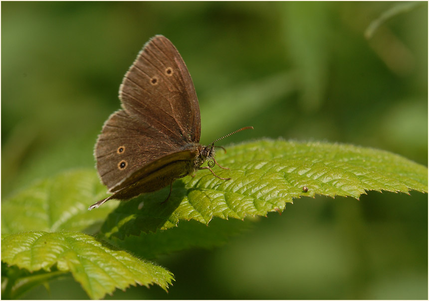 Schmetterling, Brauner Waldvogel