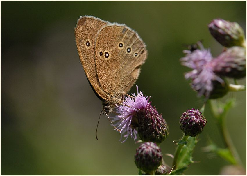 Schmetterling, Brauner Waldvogel