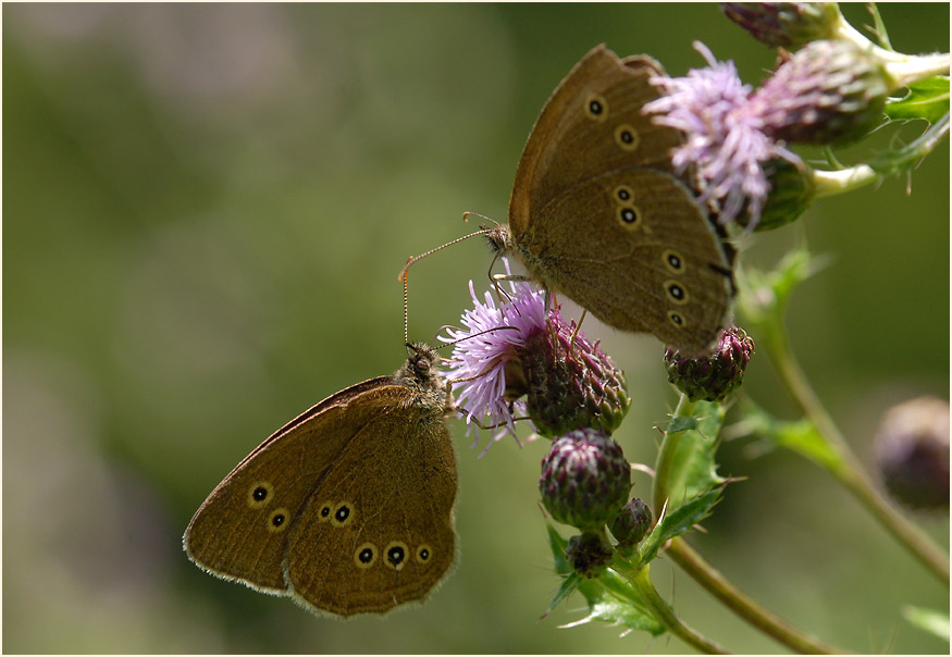 Schmetterling, Brauner Waldvogel