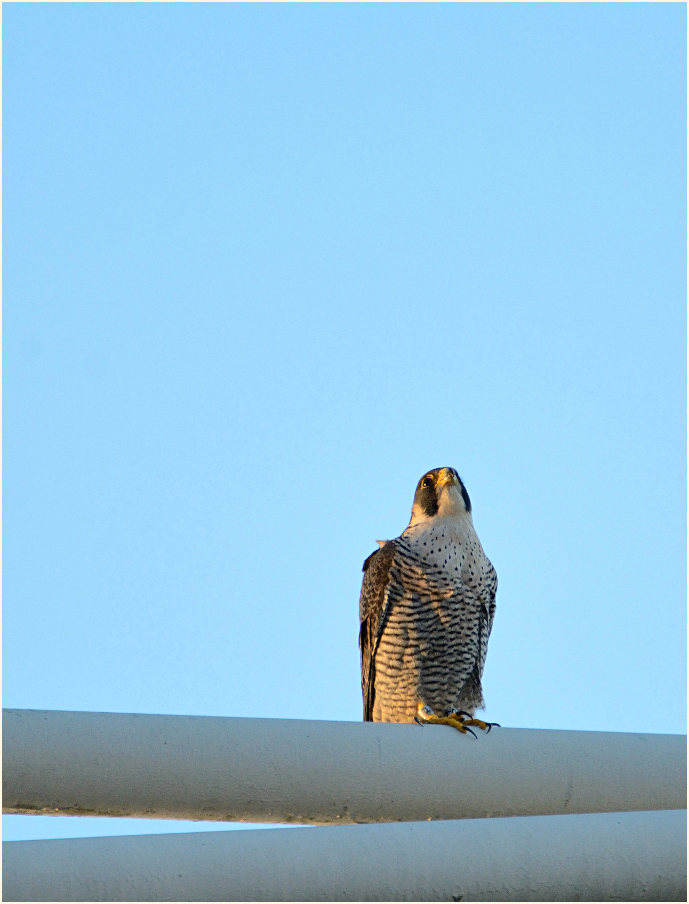 Wanderfalke