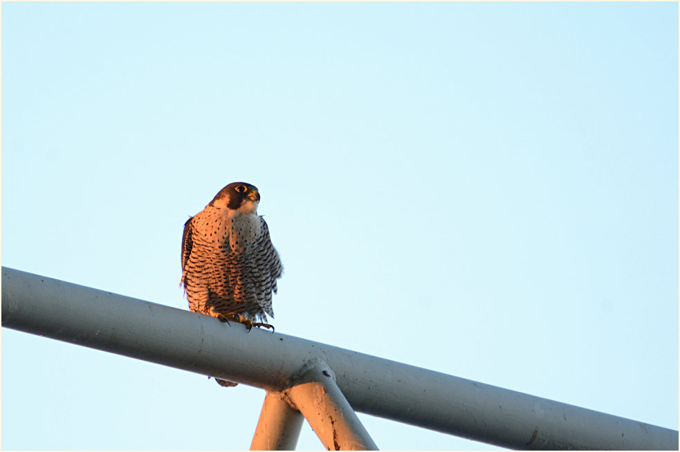 Wanderfalke