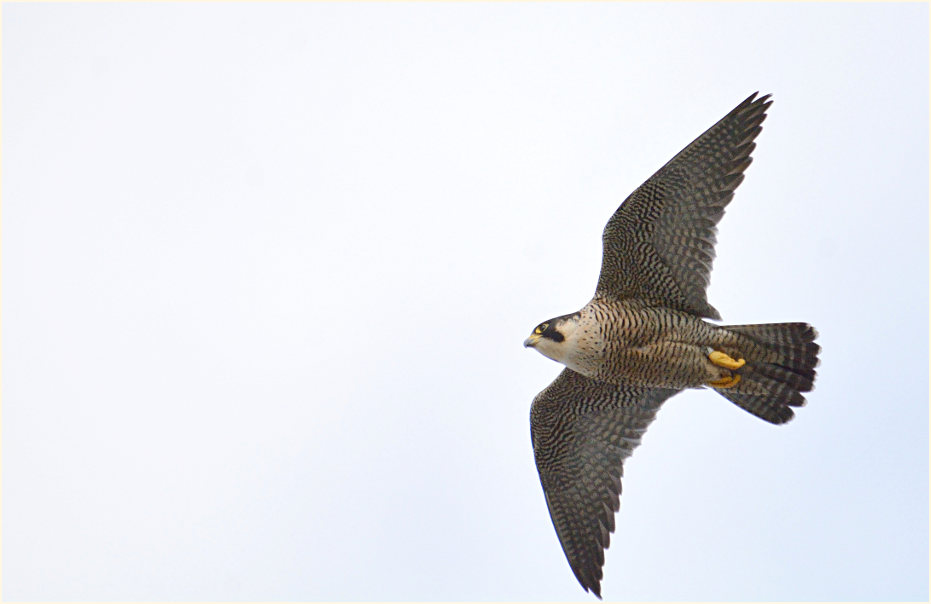 Wanderfalke
