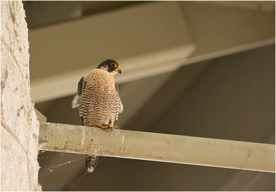 Wanderfalke