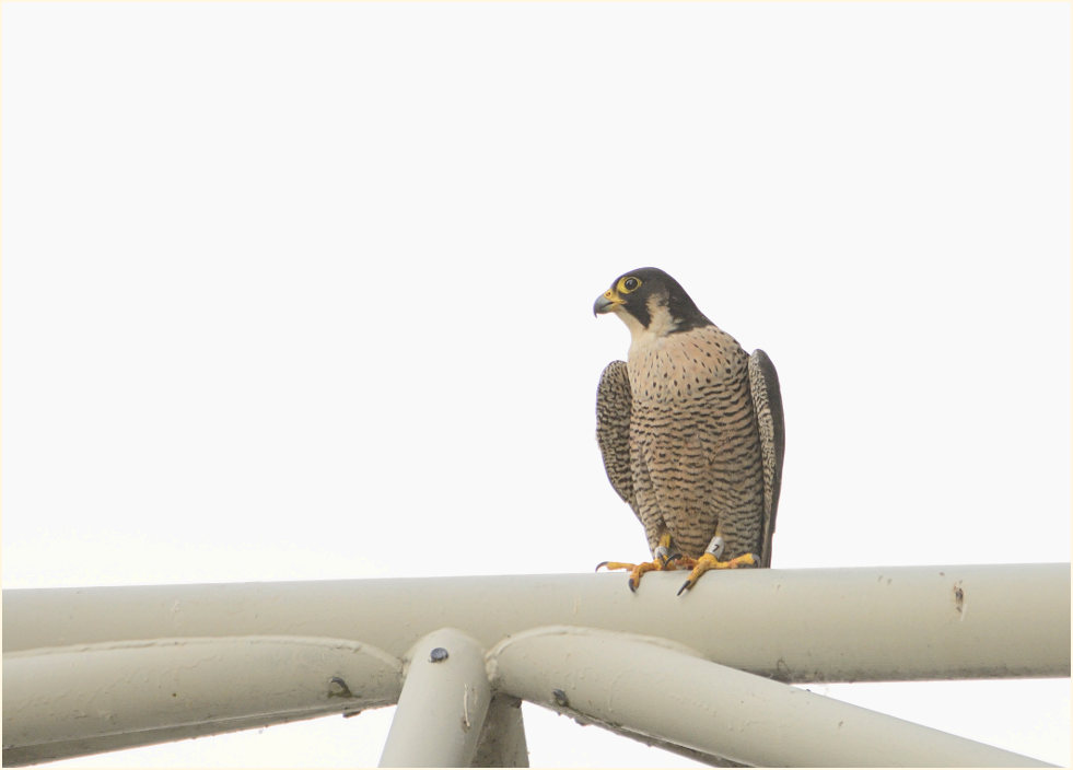 Wanderfalke