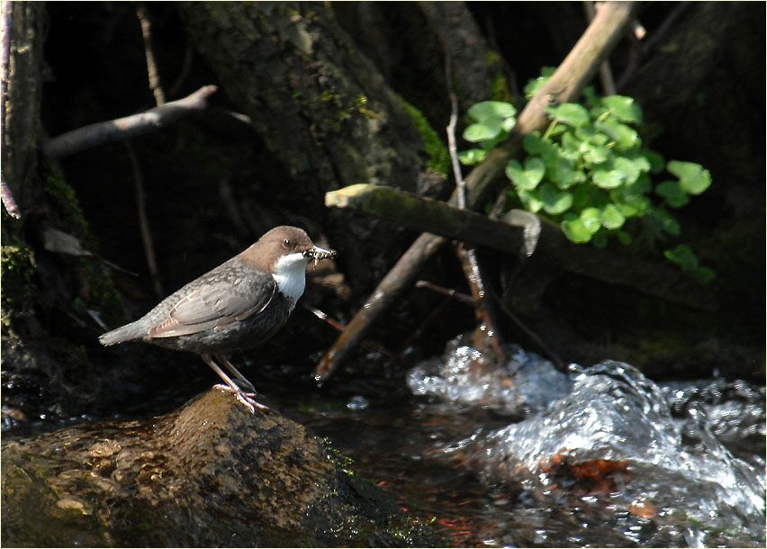 Wasseramsel