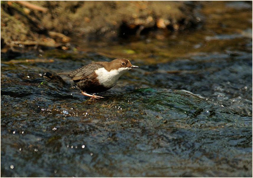Wasseramsel