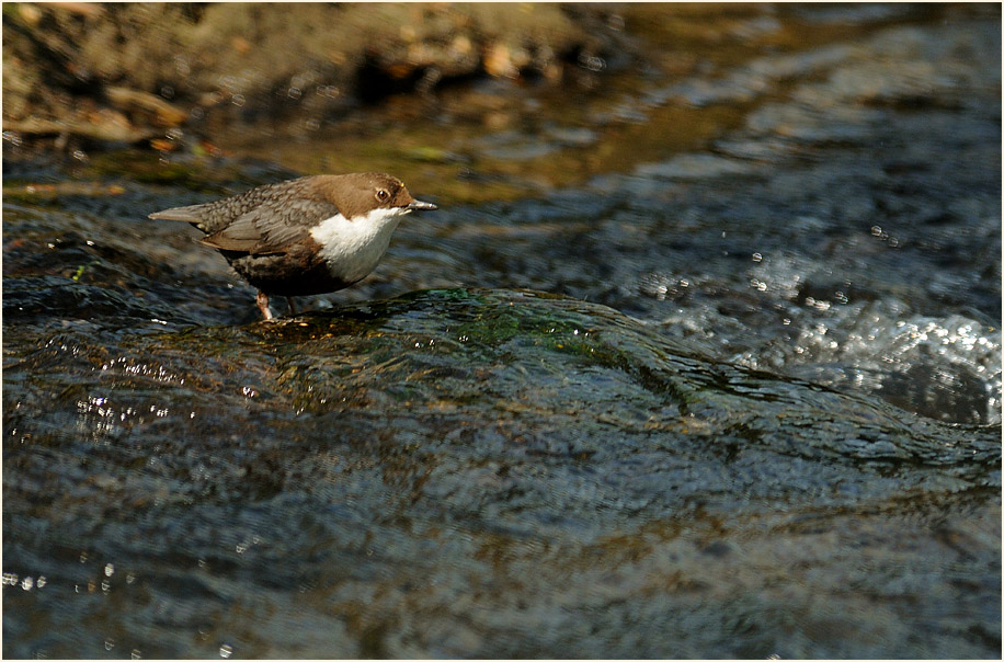 Wasseramsel