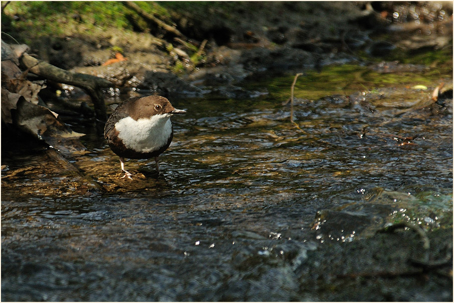 Wasseramsel