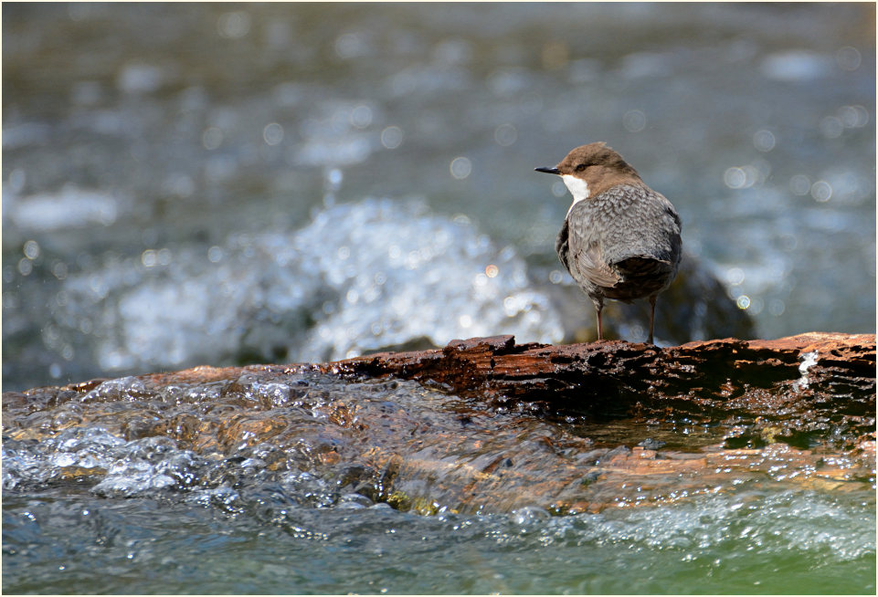 Wasseramsel