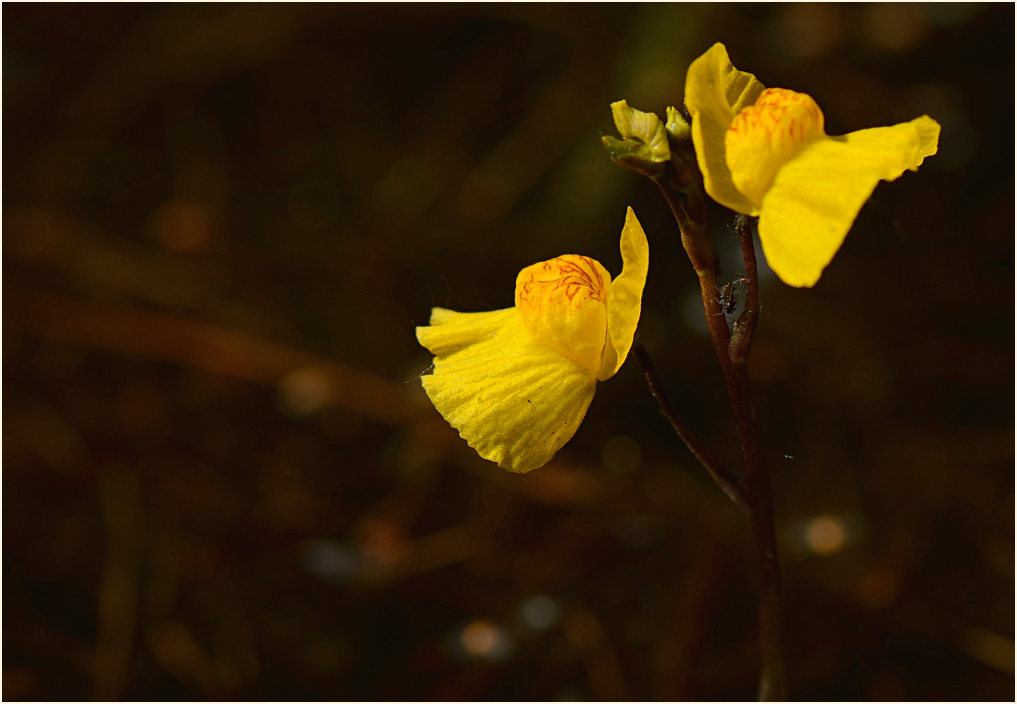 Wasserschlauch (Utricularia)