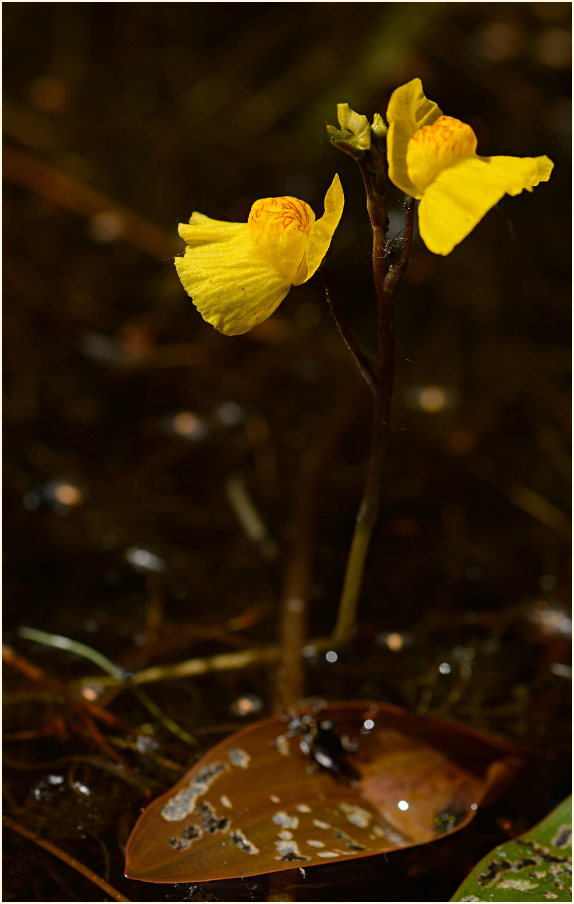 Wasserschlauch (Utricularia)