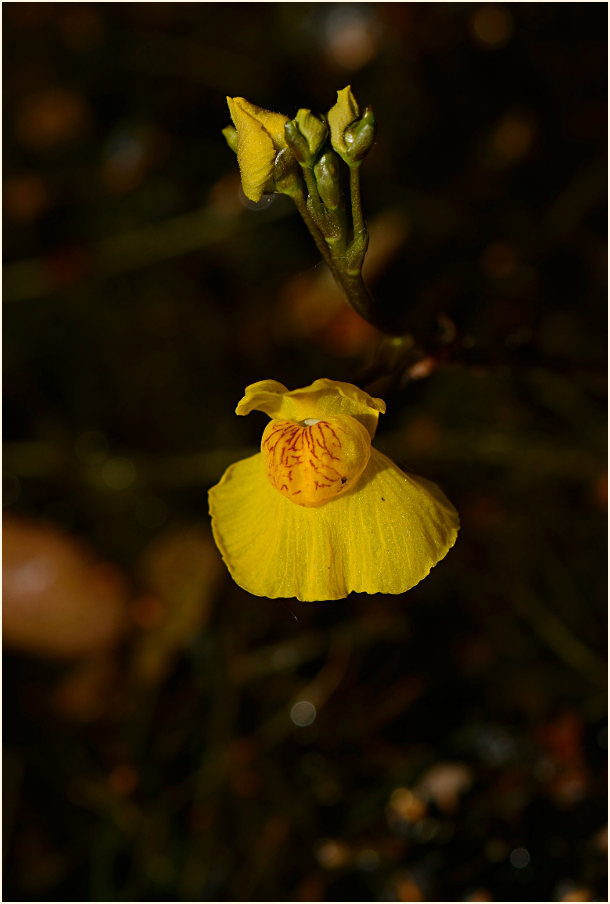 Wasserschlauch (Utricularia)