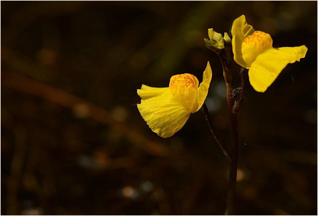 Wasserschlauch (Utricularia)