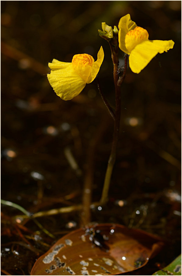 Wasserschlauch (Utricularia)